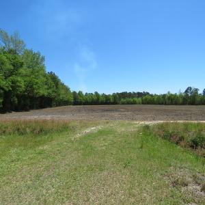 Photo of UNDER CONTRACT!  76 Acres of Farm and Timber Land For Sale in Robeson County NC!