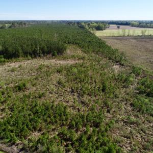 Photo of UNDER CONTRACT!  16.6 Acres of Hunting and Timber Land for Sale in Gates County NC!