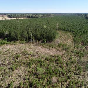 Photo of UNDER CONTRACT!  16.6 Acres of Hunting and Timber Land for Sale in Gates County NC!