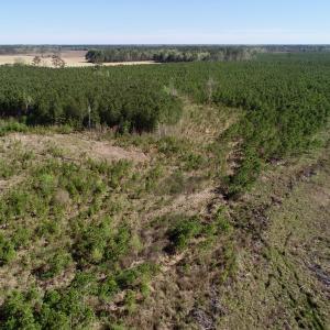 Photo of UNDER CONTRACT!  16.6 Acres of Hunting and Timber Land for Sale in Gates County NC!