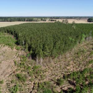 Photo of UNDER CONTRACT!  16.6 Acres of Hunting and Timber Land for Sale in Gates County NC!