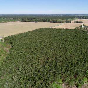 Photo of UNDER CONTRACT!  16.6 Acres of Hunting and Timber Land for Sale in Gates County NC!