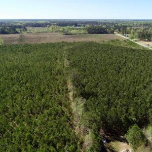 Photo of UNDER CONTRACT!  16.6 Acres of Hunting and Timber Land for Sale in Gates County NC!