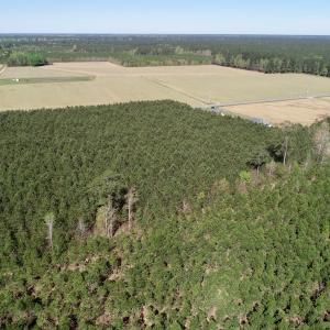 Photo of UNDER CONTRACT!  16.6 Acres of Hunting and Timber Land for Sale in Gates County NC!