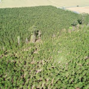 Photo of UNDER CONTRACT!  16.6 Acres of Hunting and Timber Land for Sale in Gates County NC!