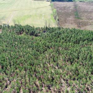 Photo of UNDER CONTRACT!  16.6 Acres of Hunting and Timber Land for Sale in Gates County NC!