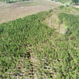Photo of UNDER CONTRACT!  16.6 Acres of Hunting and Timber Land for Sale in Gates County NC!