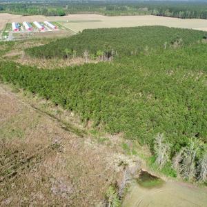 Photo of UNDER CONTRACT!  16.6 Acres of Hunting and Timber Land for Sale in Gates County NC!