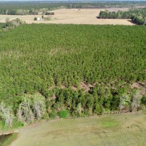 Photo of UNDER CONTRACT!  16.6 Acres of Hunting and Timber Land for Sale in Gates County NC!