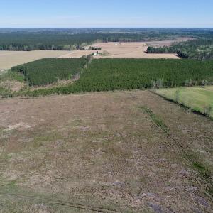 Photo of UNDER CONTRACT!  39 Acres of Hunting and Timber Land for Sale in Gates County NC!