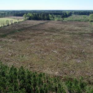 Photo of UNDER CONTRACT!  39 Acres of Hunting and Timber Land for Sale in Gates County NC!