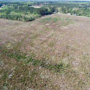 Photo of UNDER CONTRACT!  39 Acres of Hunting and Timber Land for Sale in Gates County NC!