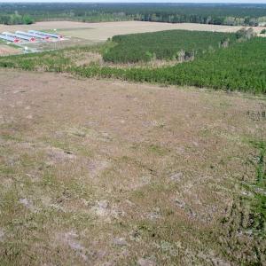 Photo of UNDER CONTRACT!  39 Acres of Hunting and Timber Land for Sale in Gates County NC!