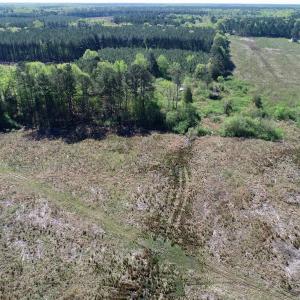 Photo of UNDER CONTRACT!  39 Acres of Hunting and Timber Land for Sale in Gates County NC!