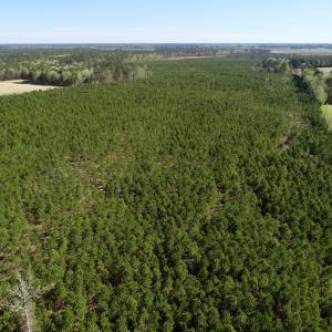 Photo of UNDER CONTRACT!  33.8 Acres of Hunting and Timber Land For Sale in Gates County NC!