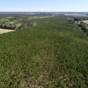Photo of UNDER CONTRACT!  33.8 Acres of Hunting and Timber Land For Sale in Gates County NC!