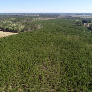 Photo of UNDER CONTRACT!  33.8 Acres of Hunting and Timber Land For Sale in Gates County NC!