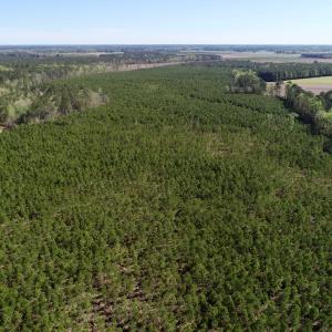 Photo of UNDER CONTRACT!  33.8 Acres of Hunting and Timber Land For Sale in Gates County NC!