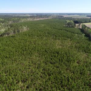 Photo of UNDER CONTRACT!  33.8 Acres of Hunting and Timber Land For Sale in Gates County NC!