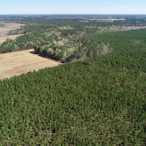Photo of UNDER CONTRACT!  33.8 Acres of Hunting and Timber Land For Sale in Gates County NC!
