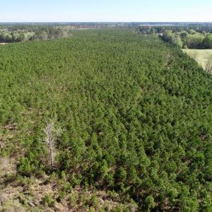Photo of UNDER CONTRACT!  33.8 Acres of Hunting and Timber Land For Sale in Gates County NC!