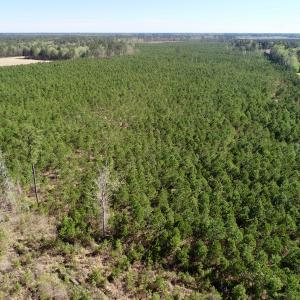 Photo of UNDER CONTRACT!  33.8 Acres of Hunting and Timber Land For Sale in Gates County NC!