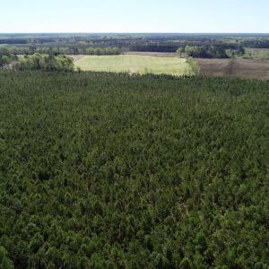 Photo of UNDER CONTRACT!  33.8 Acres of Hunting and Timber Land For Sale in Gates County NC!