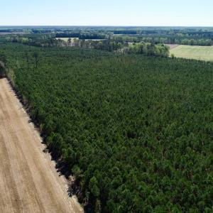 Photo of UNDER CONTRACT!  33.8 Acres of Hunting and Timber Land For Sale in Gates County NC!