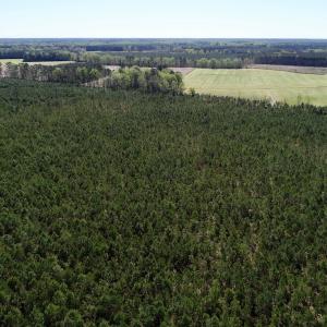 Photo of UNDER CONTRACT!  33.8 Acres of Hunting and Timber Land For Sale in Gates County NC!