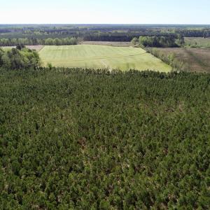 Photo of UNDER CONTRACT!  33.8 Acres of Hunting and Timber Land For Sale in Gates County NC!