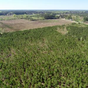 Photo of UNDER CONTRACT!  33.8 Acres of Hunting and Timber Land For Sale in Gates County NC!