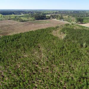 Photo of UNDER CONTRACT!  33.8 Acres of Hunting and Timber Land For Sale in Gates County NC!