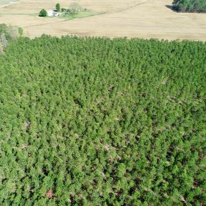 Photo of UNDER CONTRACT!  33.8 Acres of Hunting and Timber Land For Sale in Gates County NC!