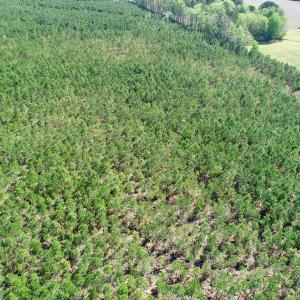 Photo of UNDER CONTRACT!  33.8 Acres of Hunting and Timber Land For Sale in Gates County NC!