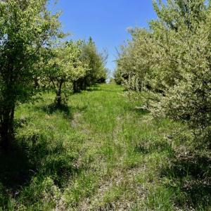 Photo of SOLD!  20 Acres of Equestrian Farm and Residential Land For Sale in Rockbridge County VA!