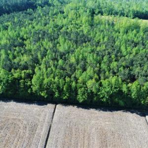 Photo of SOLD!  30 Acres of Investment Farm and Timber Land For Sale in Beaufort County NC!