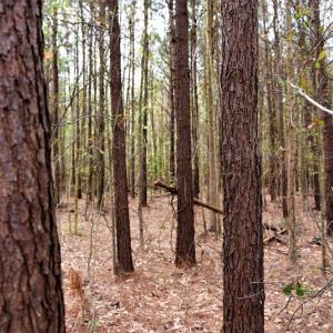 Photo of SOLD!  30 Acres of Investment Farm and Timber Land For Sale in Beaufort County NC!