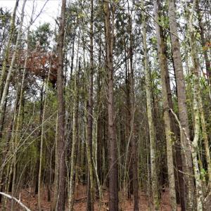 Photo of SOLD!  30 Acres of Investment Farm and Timber Land For Sale in Beaufort County NC!