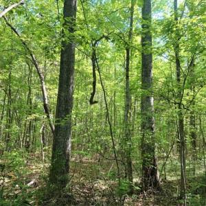 Photo of SOLD!!  8.38 Acres of Recreational Hunting Land For Sale in Warren County NC!