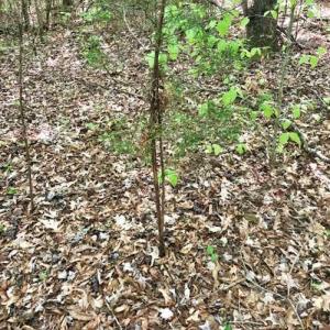 Photo of SOLD!!  8.38 Acres of Recreational Hunting Land For Sale in Warren County NC!
