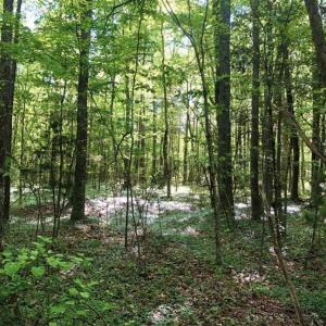 Photo of SOLD!!  8.38 Acres of Recreational Hunting Land For Sale in Warren County NC!