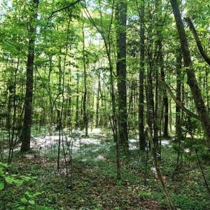 Photo of SOLD!!  8.38 Acres of Recreational Hunting Land For Sale in Warren County NC!
