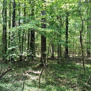 Photo of SOLD!!  8.38 Acres of Recreational Hunting Land For Sale in Warren County NC!