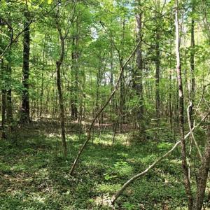 Photo of SOLD!!  8.38 Acres of Recreational Hunting Land For Sale in Warren County NC!