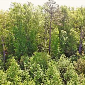 Photo of SOLD!!  8.38 Acres of Recreational Hunting Land For Sale in Warren County NC!