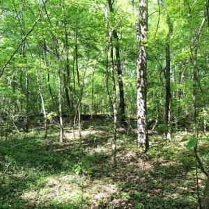 Photo of SOLD!!  8.38 Acres of Recreational Hunting Land For Sale in Warren County NC!