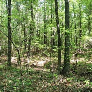 Photo of SOLD!!  8.38 Acres of Recreational Hunting Land For Sale in Warren County NC!