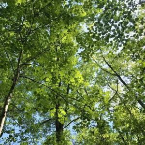 Photo of SOLD!!  8.38 Acres of Recreational Hunting Land For Sale in Warren County NC!