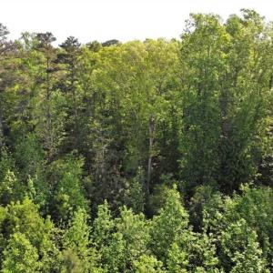 Photo of SOLD!!  8.38 Acres of Recreational Hunting Land For Sale in Warren County NC!