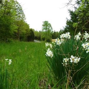 Photo of UNDER CONTRACT!  7 Acres of Residential and Hunting Land for Sale in Spotsylvania County VA!